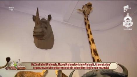 Neatza cu Răzvan și Dani. Vizite ghidate gratuite în colecțiile științifice ale muzeului Național de Istorie Naturală Grigore Antipa