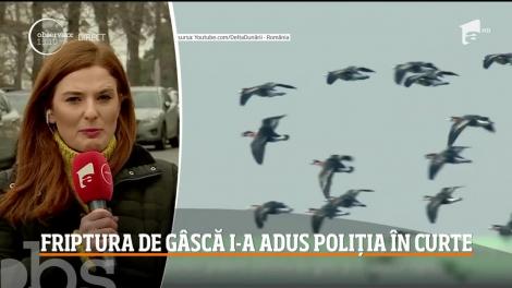 Brăilean anchetat după ce a mâncat o gâscă protejată de lege. Polițiștii au ajuns la el urmărind cipul pe care îl avea implantat pasărea