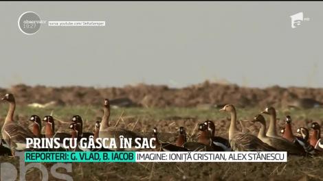 Friptura de gâscă l-ar putea trimite după gratii pe un brăilean. Omul a prins un exemplar extrem de rar, care avea un cip de urmărire implantat