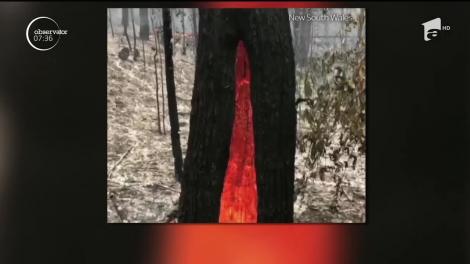 Imagini incredibile surprinse în Australia! Un pom arde din interior