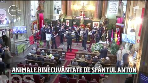 Mii de spanioli şi-au adus animalele de companie pentru a primi binecuvântarea anuală de Sfântul Anton
