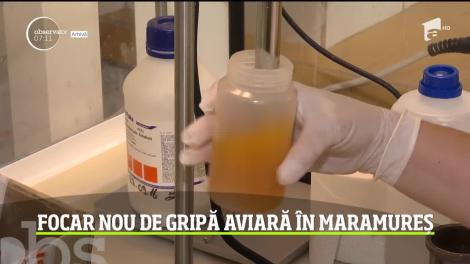 Un nou focar de gripă aviară a fost confirmat în Maramureş