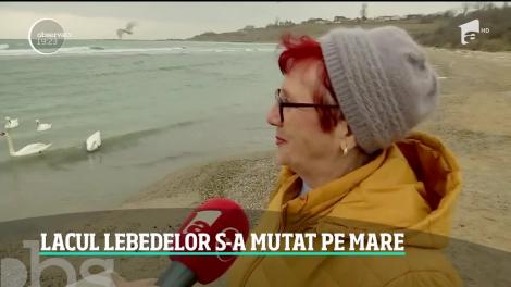 Lebedele sunt vedetele iernii pe litoral