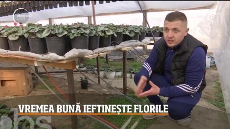 Vremea bună ieftinește florile