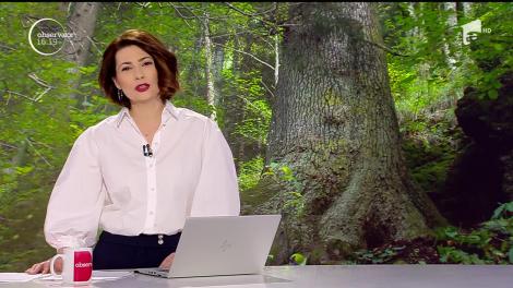 Bradul de 500 de ani din Munţii Cindrel concurează pentru titlul de Arborele European al Anului 2020