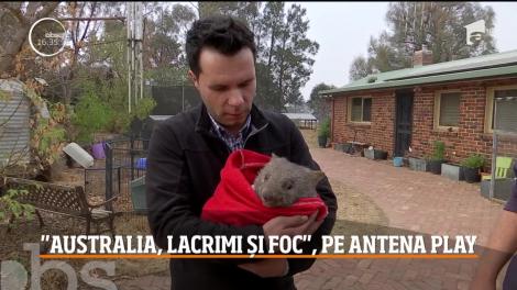 Documentarul marca Observator - Australia, lacrimi și foc, exclusiv pe Antena Play