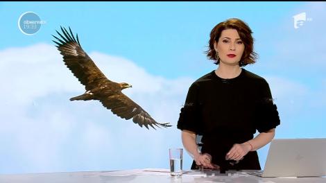 O acvilă uriaşă, protejată în Europa, aproape omorâtă la Teleorman