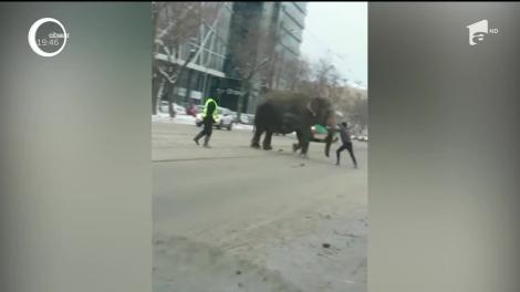 Doi elefanţi care au evadat de la un circ, plimbare în voie pe străzile unui oraş din Rusia. Cum a arătat aventura lor