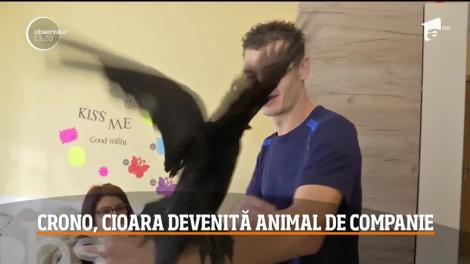 Crono, cioara devenită animal de companie