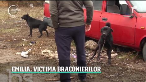 Gâscă protejată de lege, transformată în tocăniţă de un brăilean