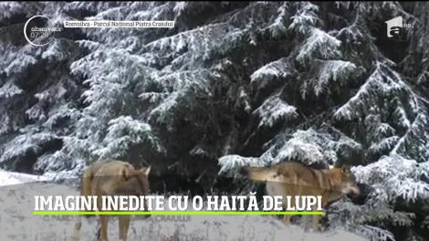 Imagini spectaculoase cu o haită de lupi, surprinse în Parcul Naţional Piatra Craiului