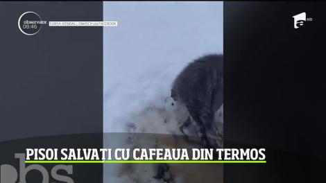 Pisoi salvați din gheață cu cafeaua din termos