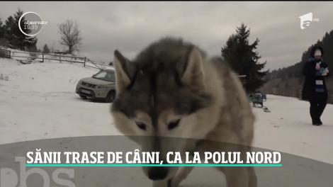Sănii trase de câini în Harghita, ca la Polul Nord