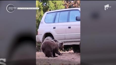 Imaginile care au cucerit internetul! Trei pui de urs, surprinși în Harghita, în timp ce se joacă la roata unei mașini