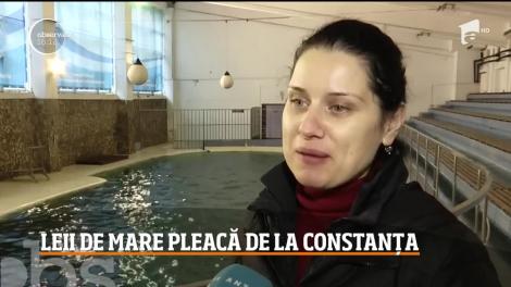 Leii de mare de la delfinariul din Constanţa îşi iau adio de la publicul din România