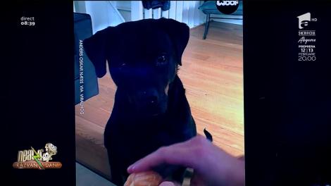 Smiley News - Neatza cu Răzvan și Dani. Cum mănâncă un cățeluș o mandarină