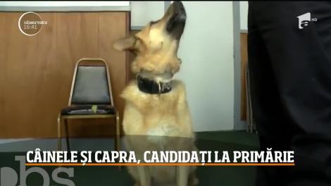 Un câine şi o capră, candidaţi pentru titlul de primar în SUA