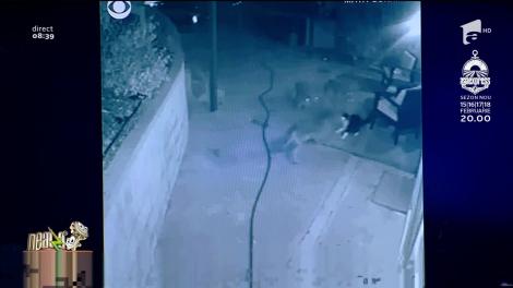 O femeie a văzut că noaptea pisica stă la poartă, așa că a montat o cameră video! Cu cine se lupta animalul