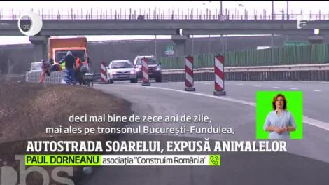 Autostrada Soarelui, expusă animalelor. Plasele de protecţie lipsesc, iar şoferii care circulă pe acolo îşi pun viaţa în pericol