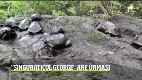 Descoperire revoluţionară în Insulele Galapagos! Țestoasă "Singuraticul George" are urmași
