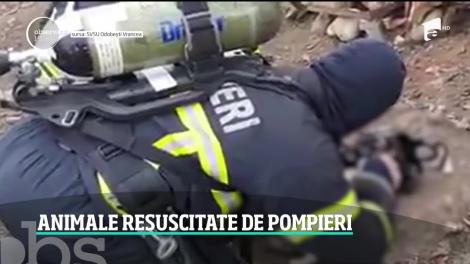 Când trebuie să salveze vieţi, unii nu ţin cont că e vorba despre un om sau un animal. Câţiva pompieri au făcut tot posibilul ca doi căţei şi o pisică să trăiască