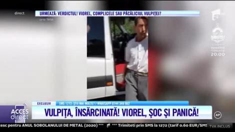 Acces Direct. Imagini în exclusivitate cu Vulpița gravidă! Viorel spumegă de nervi