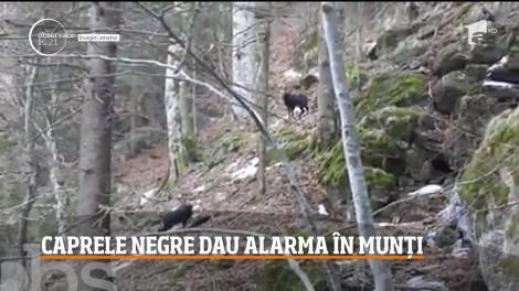 Mai multe capre negre din Munţii Tarcăului au coborât în zone mai joase. Explicația specialiștilor