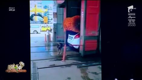 Smiley News - Neatza cu Răzvan și Dani. Un câine face un duș la o spălătorie auto