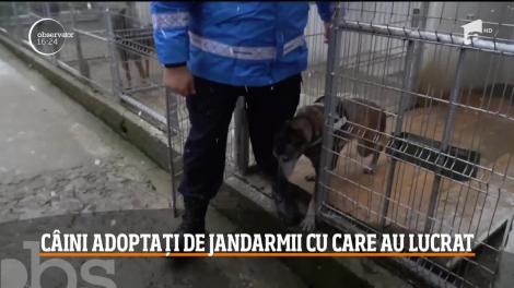 Doi câini din rasa ciobănesc belgian, care au ajuns la pensie, au fost adoptaţi de jandarmii