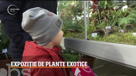 Expoziție inedită la Grădina Botanică din Iași. Părinții și copii pot vedea plante carnivore și exoctice