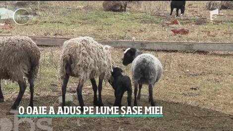 Caz rar în judeţul Arad. O oaie a adus pe lume nu mai puţin de şase miei