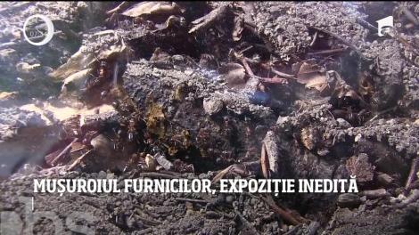 Mușuroiul furnicilor, expoziţie inedită la Iaşi