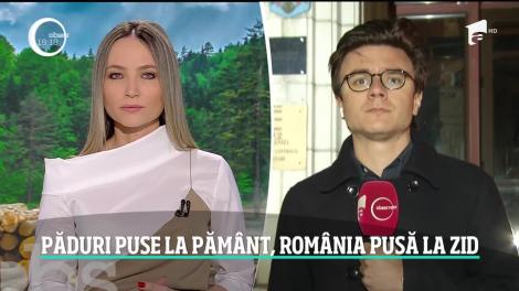 România îşi pune pădurile la pământ, Europa ne pune la zid! Vom plăti amenzi uriaşe, dacă statul nu opreşte defrişările ilegale