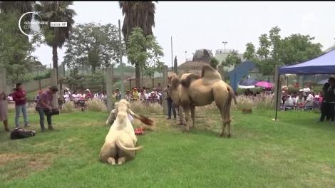 Ziua Îndrăgostiţilor, aniversată şi de animale