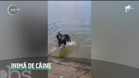 Aldo - un câine poliţist care a intrat în greva foamei după ce şi-a schimbat partenerul