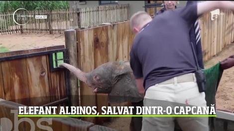 Un pui de elefant albinos, salvat din capcana unui braconier
