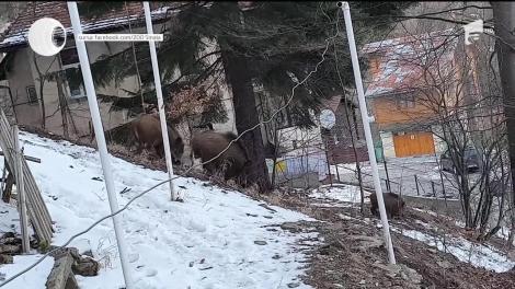 O turmă de mistreţi a ieşit la plimbare prin staţiunea Sinaia