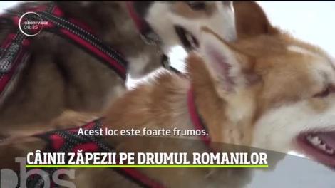 Un concurs de iarnă inedit: cursa de sănii trase de câini
