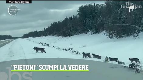 Imagini rare cu o familie de lincşi într-o provincie canadiană