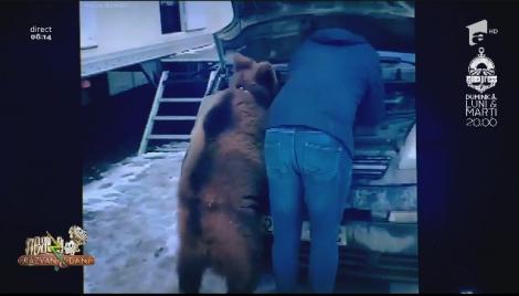 "Dacă nu te pricepi, lasă-l pe Moș Martin" Un urs care se crede mecanic auto, imagini de senzație, vei râde cu lacrimi- VIDEO