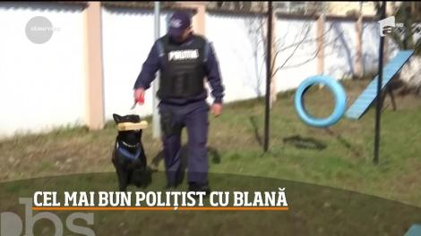 Căţeluşa Teba, unul dintre cei mai eficienţi poliţişti din Maramureş