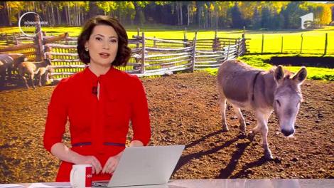 Măgăruş abandonat de stăpân, mascota copiilor dintr-o comună din Gorj