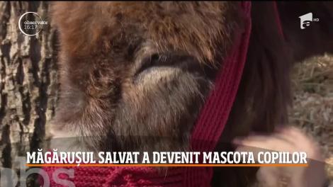 Măgăruşul abandonat de stăpân, bucuria unor copii sărmani din Gorj. A fost găsit pe câmp, mort de foame și rănit de câini