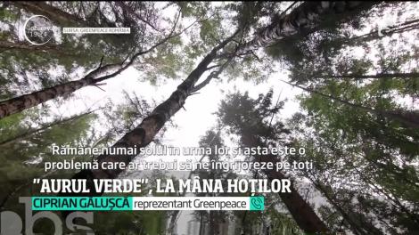Pădurile din România, la mâna hoților. Ministrul Mediului promite plantarea a 50 de milioane de puieţi