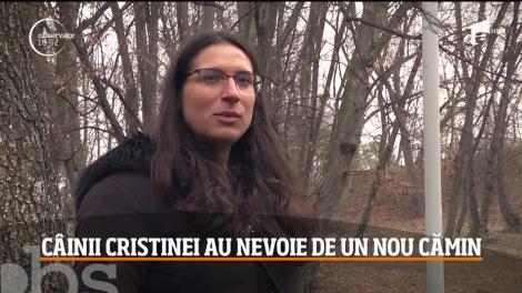 Câinii Cristinei Ţopescu au nevoie de un nou stăpân. Ea este italiancă ce a salvat animalele de la moarte, fără ca măcar să o cunoască pe jurnalistă