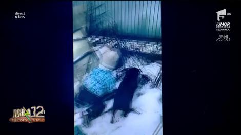 Un copil mic a lătrat ca să-și ajute prietenul în disputa cu un câine! Râzi cu lacrimi! „Asta înseamnă ajutor de câine lup” - Video