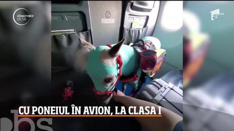 Cum a ajuns un ponei să zboare cu avionul, în Statele Unite