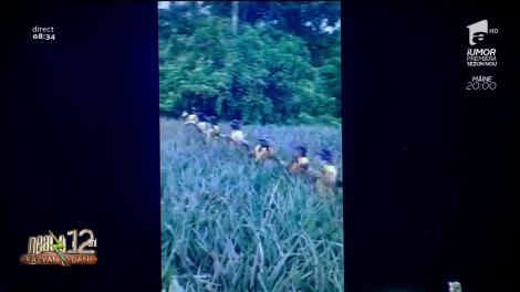 Râzi cu lacrimi, când vezi cum se culege ananasul! VIDEO