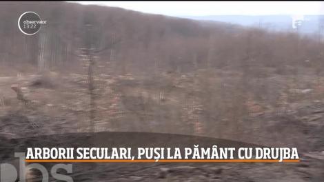 Privește și plângi! Stejari seculari din Pădurea Bârnova, puşi la pământ cu drujbele! „Ehe! Mamaie, se taie cu tonele!”. Video