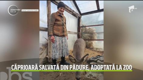 Căprioară salvată dintr-o pădure de lângă Galați, adoptată la Zoo